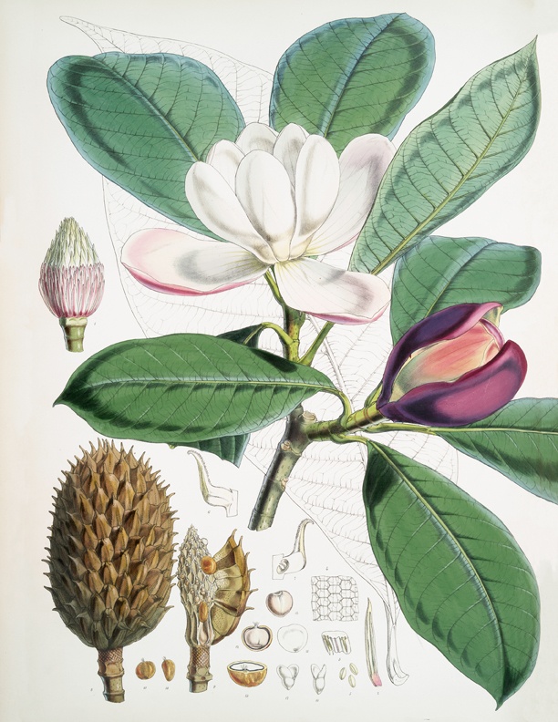 Magnolia Graphic