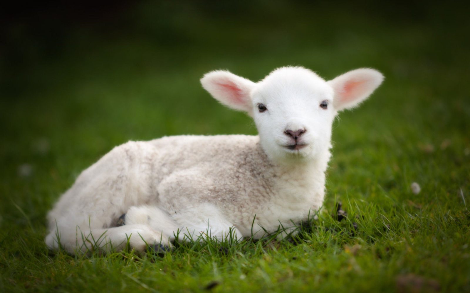 Baby sheep with wool coat