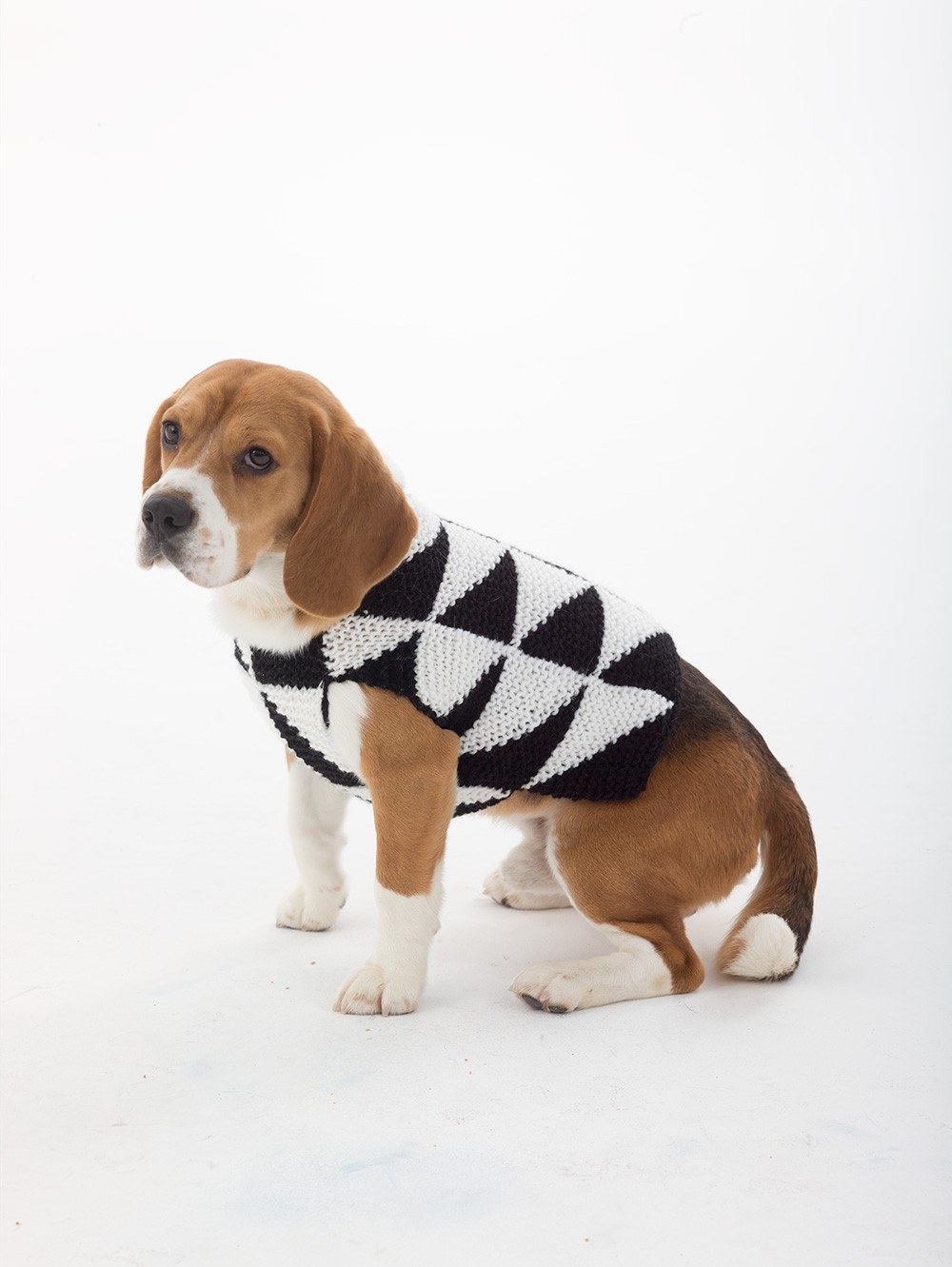 beagle hunting vest